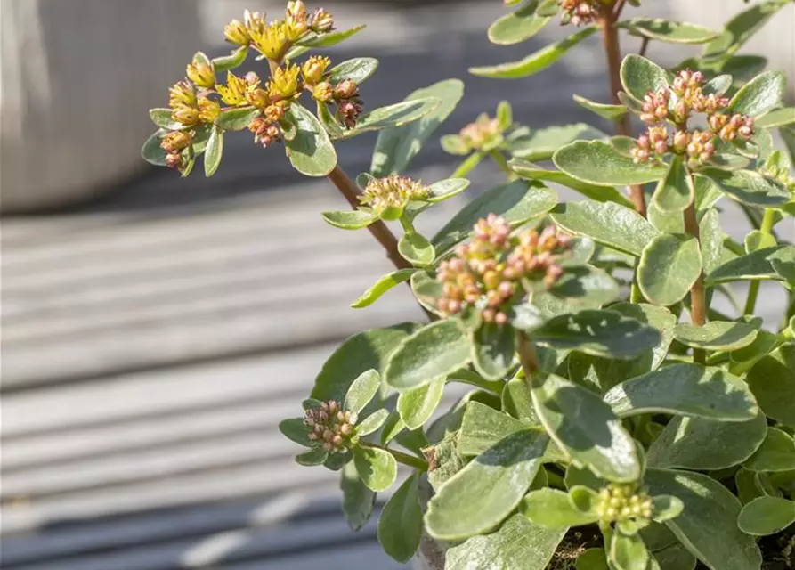 Sedum kamtschaticum 'Variegatum'