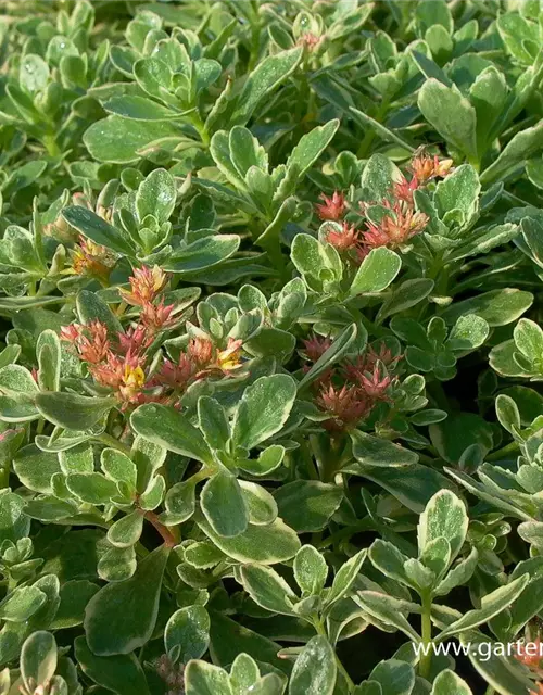 Sedum kamtschaticum 'Variegatum'