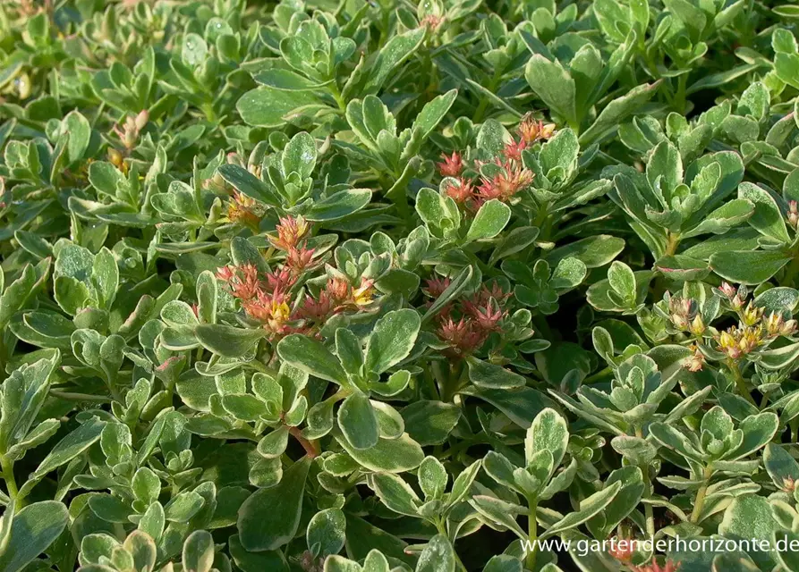 Sedum kamtschaticum 'Variegatum'