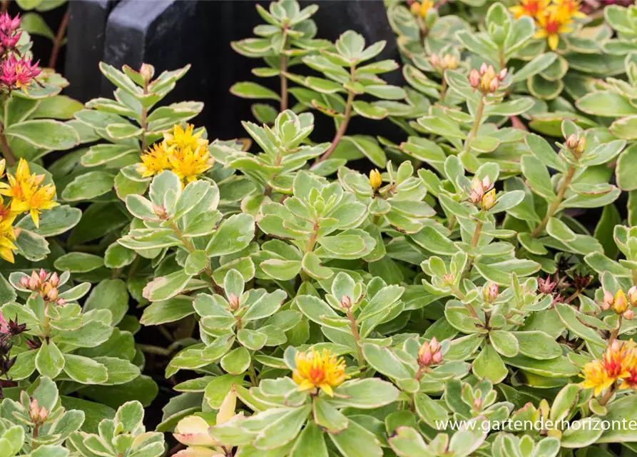 Sedum kamtschaticum 'Variegatum'