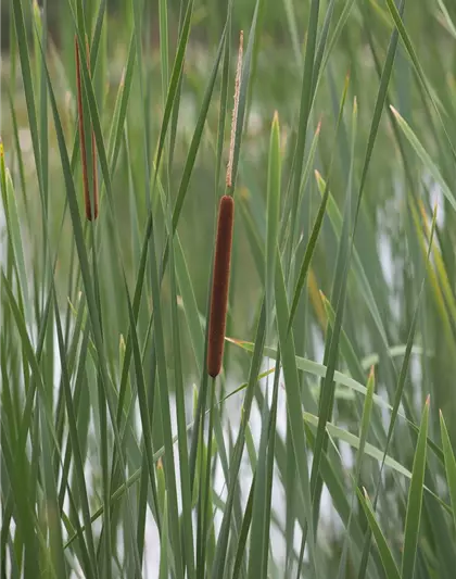 Schmalblättriger Rohrkolben