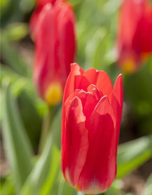 Seerosen-Tulpe 'Scarlet Baby'