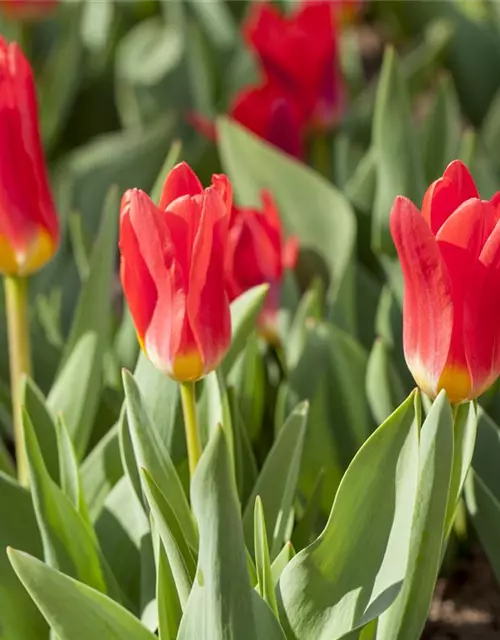 Seerosen-Tulpe 'Scarlet Baby'