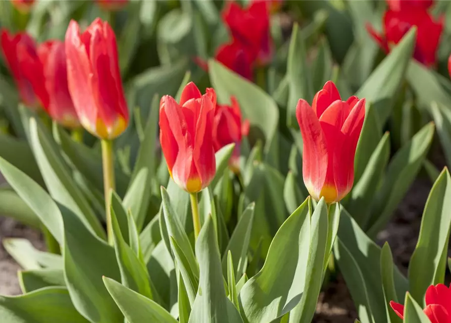 Seerosen-Tulpe 'Scarlet Baby'