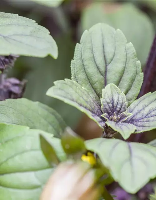 Ocimum basilicum