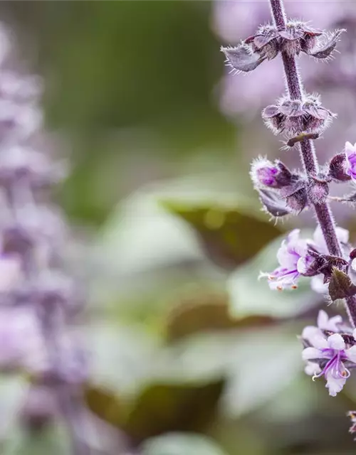 Ocimum basilicum