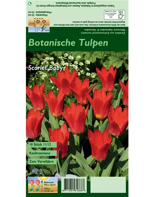 Seerosen-Tulpe 'Scarlet Baby'