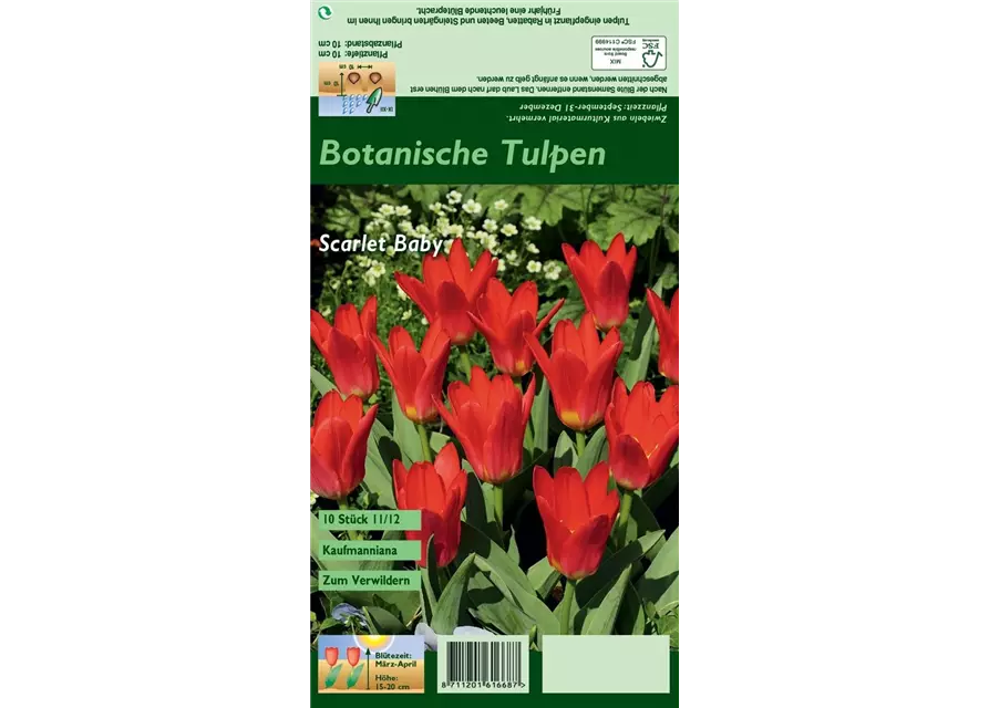 Seerosen-Tulpe 'Scarlet Baby'