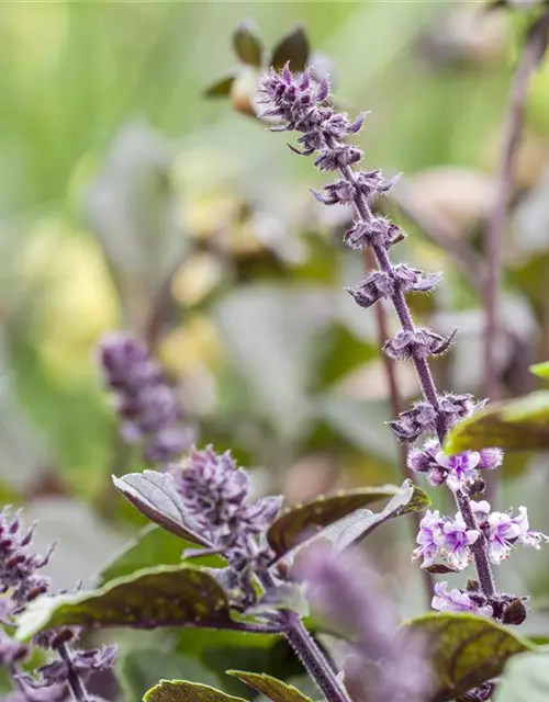 Ocimum basilicum