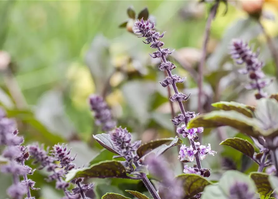 Ocimum basilicum