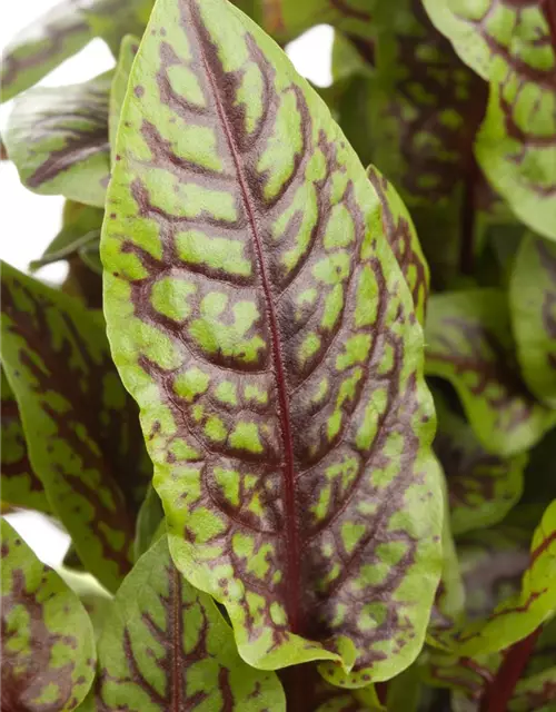 Rumex sanguineus