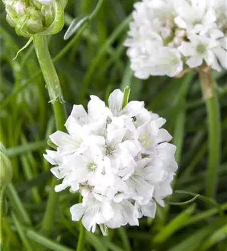 Strand-Grasnelke 'Armada White'