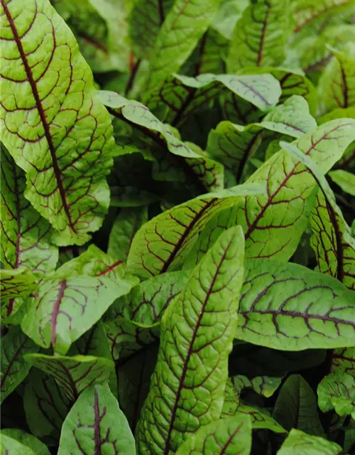 Rumex sanguineus