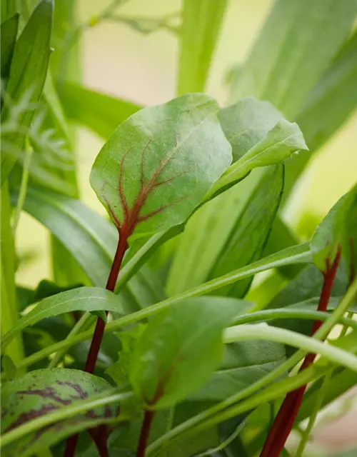 Rumex sanguineus