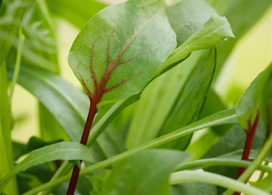 Rumex sanguineus