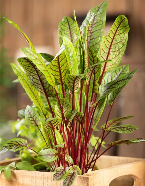 Rumex sanguineus