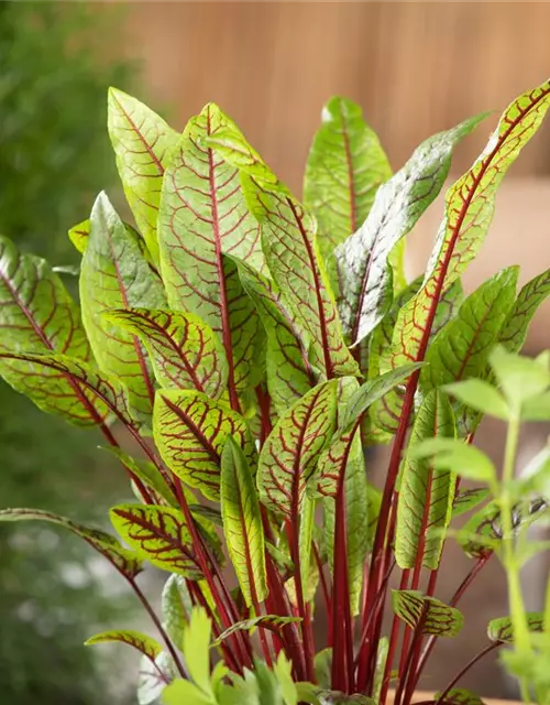 Rumex sanguineus