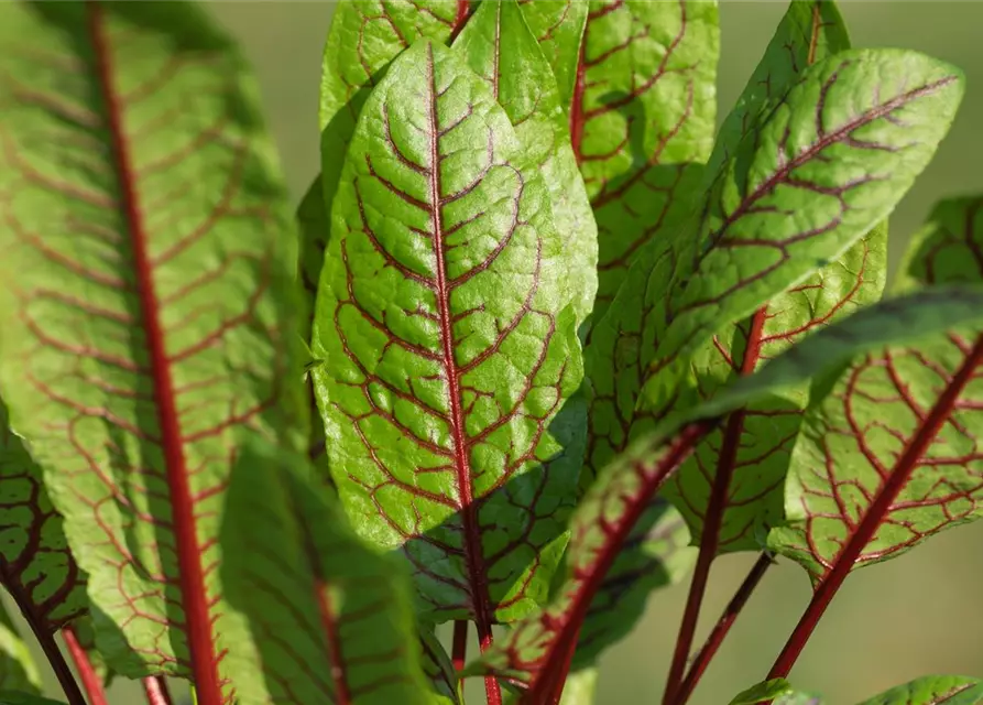 Rumex sanguineus