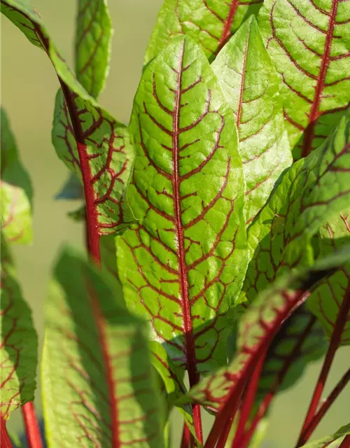 Rumex sanguineus