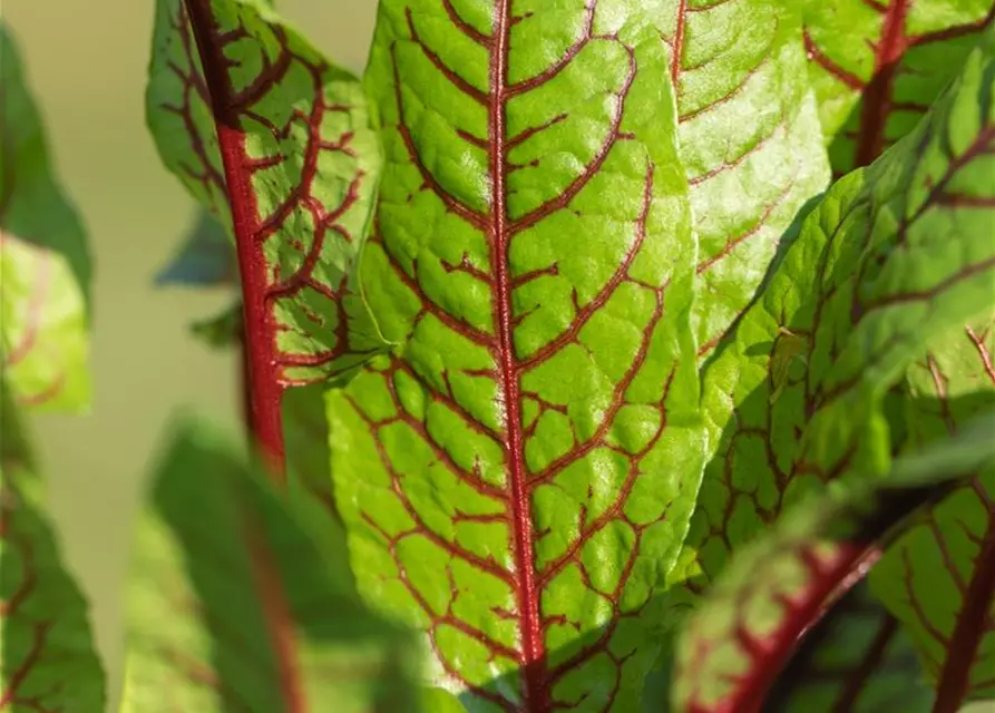 Rumex sanguineus