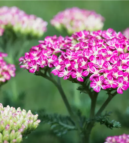 Schafgarbe 'Cerise Queen'