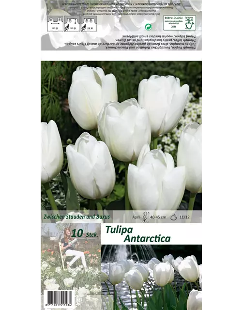 Triumph-Tulpe 'Antarctica'