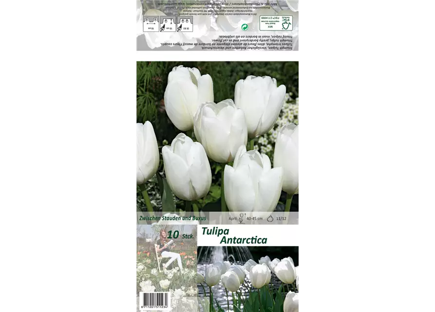 Triumph-Tulpe 'Antarctica'