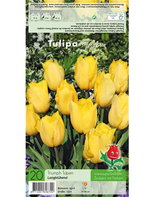 Triumph-Tulpe 'Strong Gold'