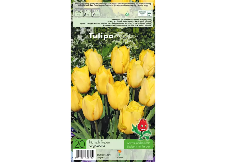 Triumph-Tulpe 'Strong Gold'