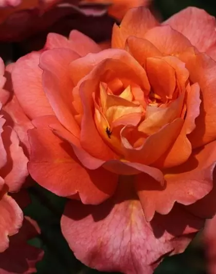 Strauchrose 'Westerland'®