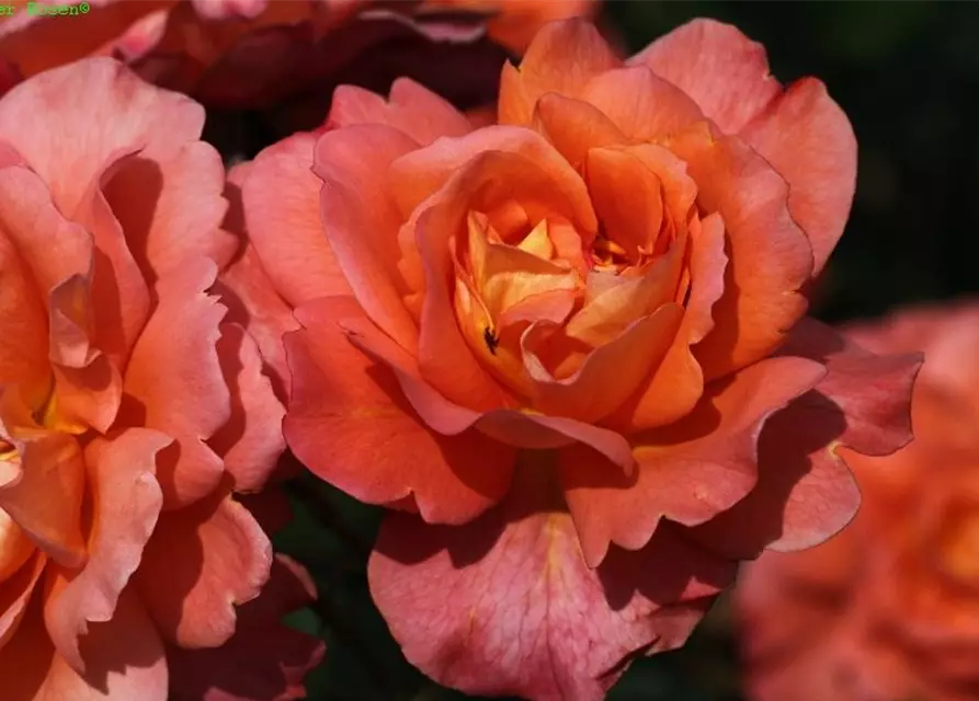 Strauchrose 'Westerland'®