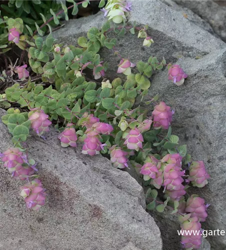 Rundblättriger Garten-Dost 'Kent Beauty'