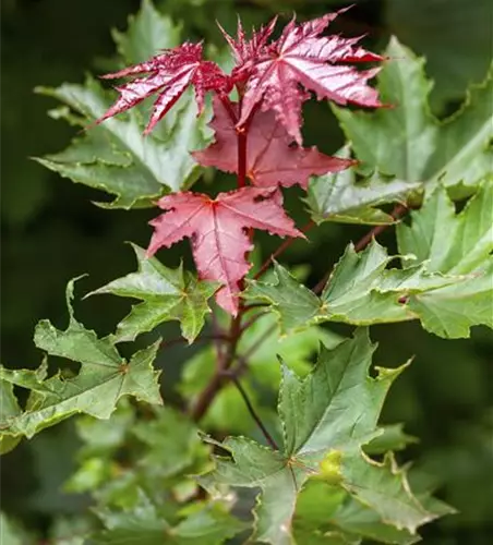 Spitzahorn 'Crimson Sentry'