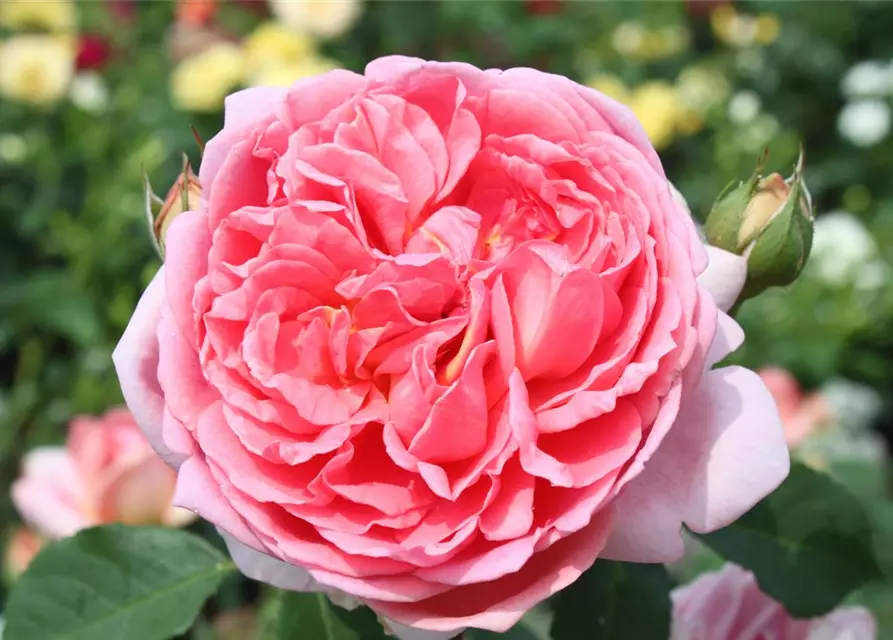 Strauchrose 'Boscobel'®