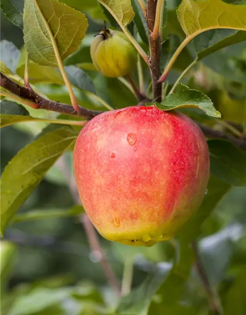 Apfel 'Elstar' Bodensee