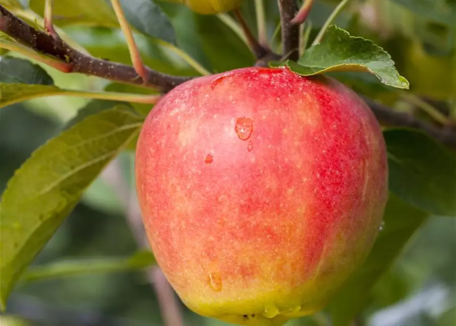 Apfel 'Elstar' Bodensee