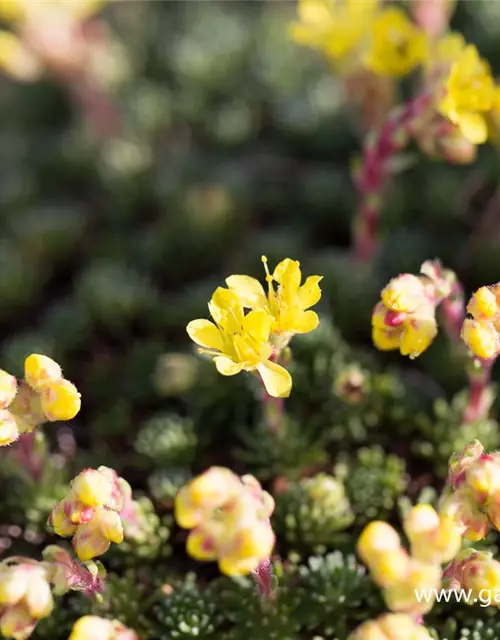 Vorfrühlings-Steinbrech 'Haagii'