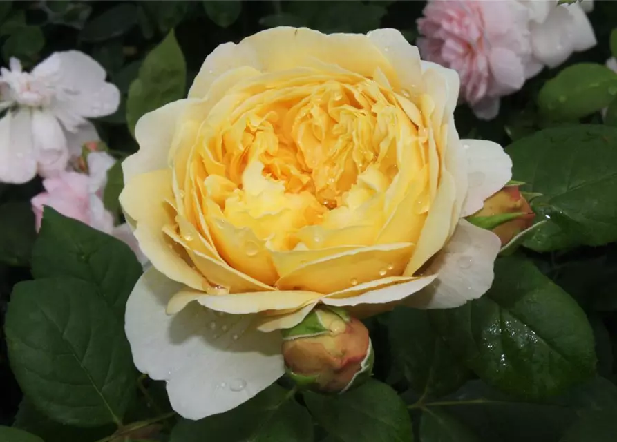 Strauchrose 'Charles Darwin'®