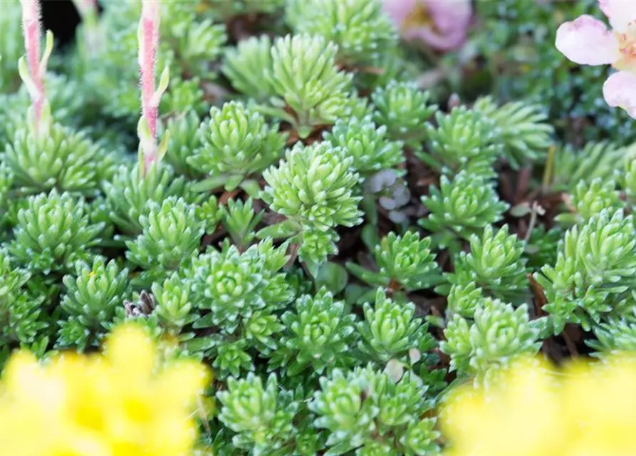 Vorfrühlings-Steinbrech 'Haagii'