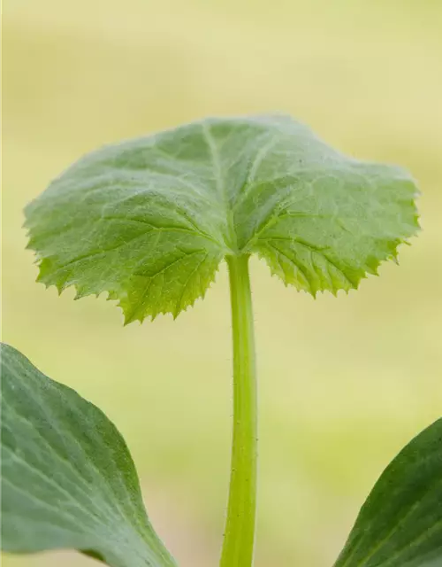 Cucurbita pepo subsp. pepo convar. giromontiina