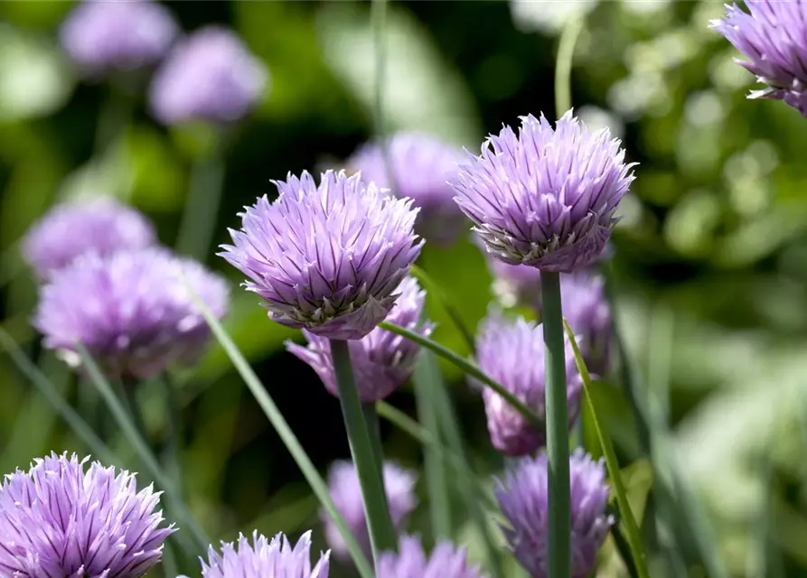 Allium schoenoprasum