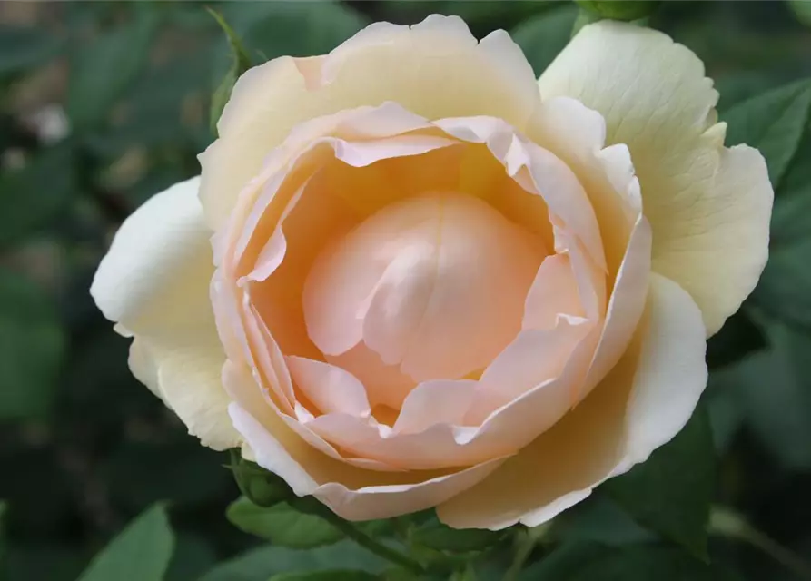 Strauchrose 'Wollerton Old Hall'® 