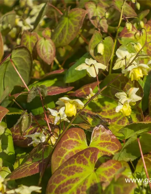 Schwefelgelbe Garten-Elfenblume 'Sulphureum'