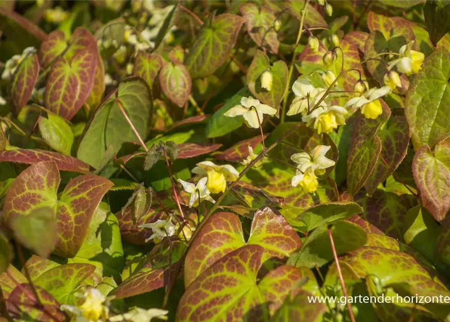 Schwefelgelbe Garten-Elfenblume 'Sulphureum'