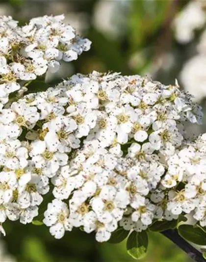 Strauchspiere 'Snowmound'