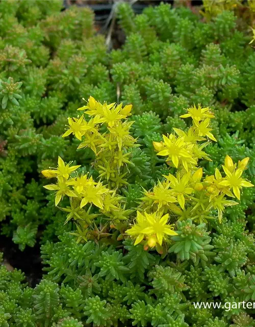 Sedum sexangulare