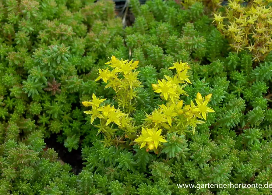 Sedum sexangulare