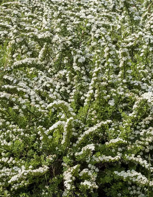 Strauchspiere 'Snowmound'