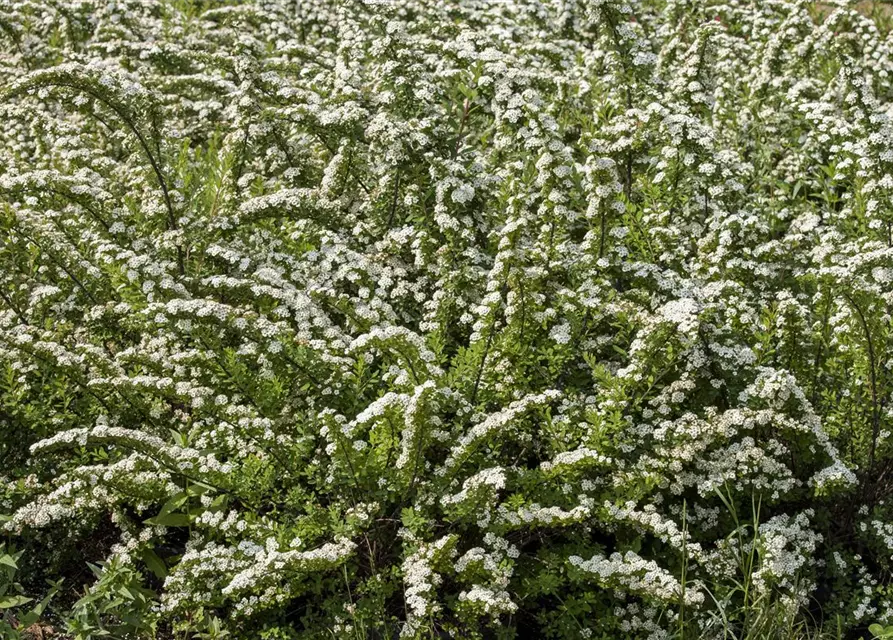 Strauchspiere 'Snowmound'