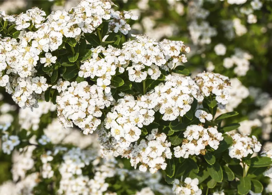 Strauchspiere 'Snowmound'